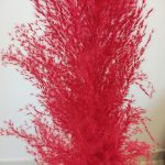 Trawa pampasowa czerwona (Cortaderia) 130cm