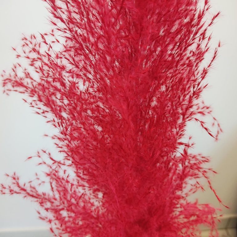 Trawa pampasowa czerwona (Cortaderia) 130cm