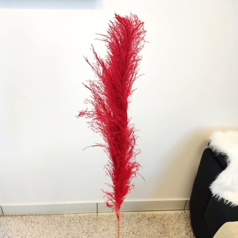 Trawa pampasowa czerwona (Cortaderia) 130cm