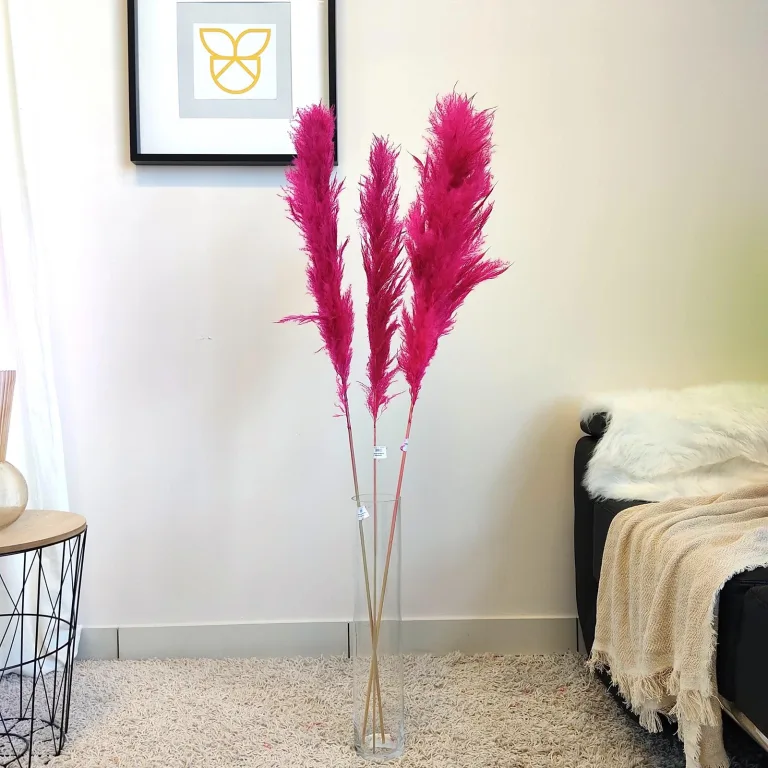 Trawa pampasowa różowa (Cortaderia) 130cm