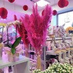 Trawa pampasowa różowa (Cortaderia) 130cm