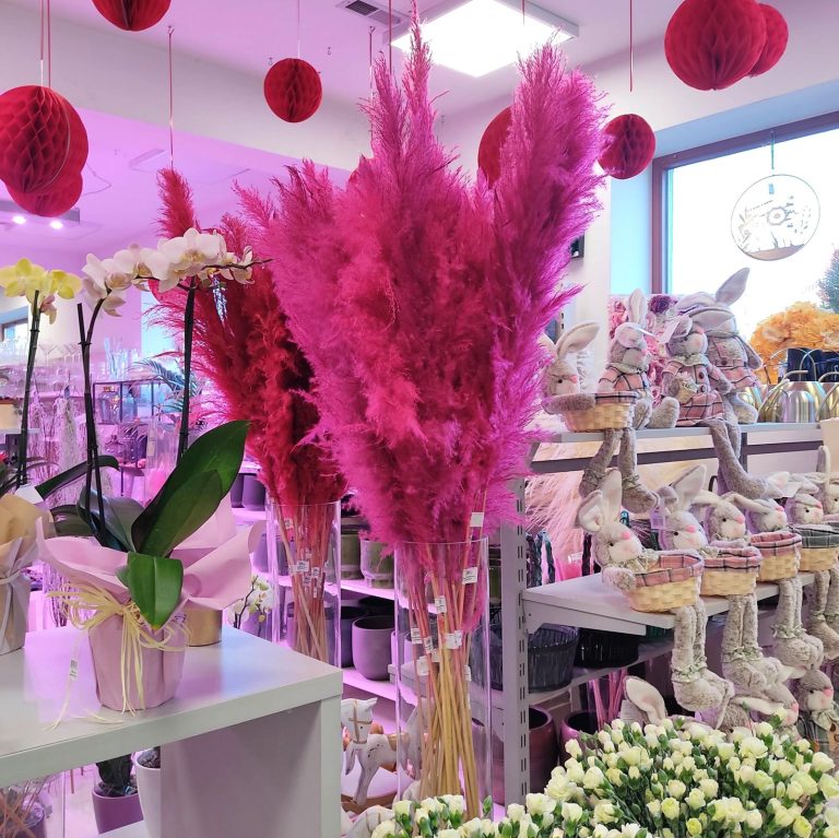 Trawa pampasowa różowa (Cortaderia) 130cm