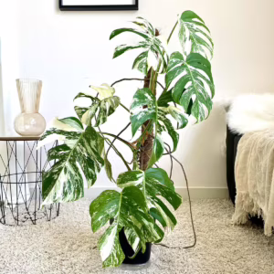 Monstera dziurawa (Monstera deliciosa 'Variegata' ) 90cm