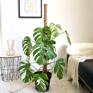 Monstera dziurawa (Monstera deliciosa 'Variegata' ) 110cm