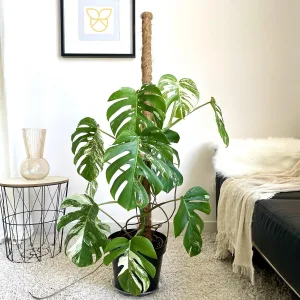 Monstera dziurawa (Monstera deliciosa 'Variegata' ) 110cm