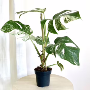 Monstera dziurawa (Monstera deliciosa 'Variegata' ) 50cm