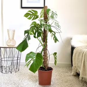 Monstera dziurawa (Monstera deliciosa 'Variegata' ) 85cm