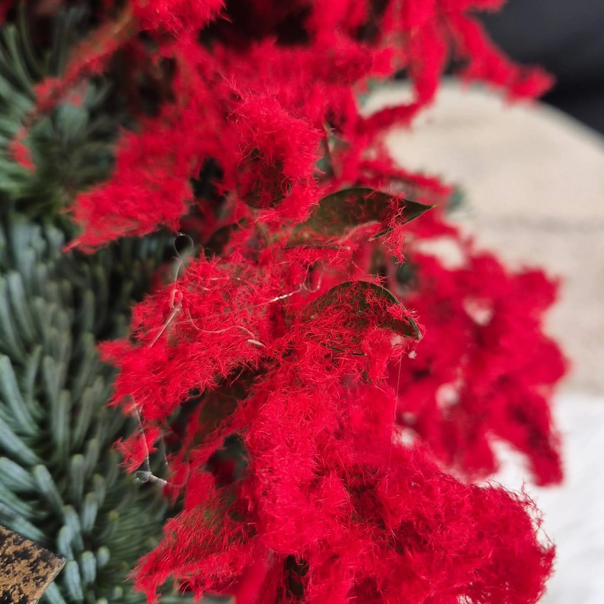 Wianek świąteczny bożonarodzeniowy żywy - 50cm - ręcznie robiony