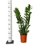 Zamiokulkas zamiolistny (Zamioculcas zamiifolia) 90cm