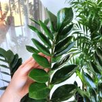 Zamiokulkas zamiolistny (Zamioculcas zamiifolia) 90cm