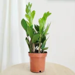 Zamiokulkas zamiolistny (Zamioculcas zamiifolia) 40cm