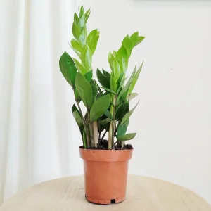 Zamiokulkas zamiolistny (Zamioculcas zamiifolia) 45cm