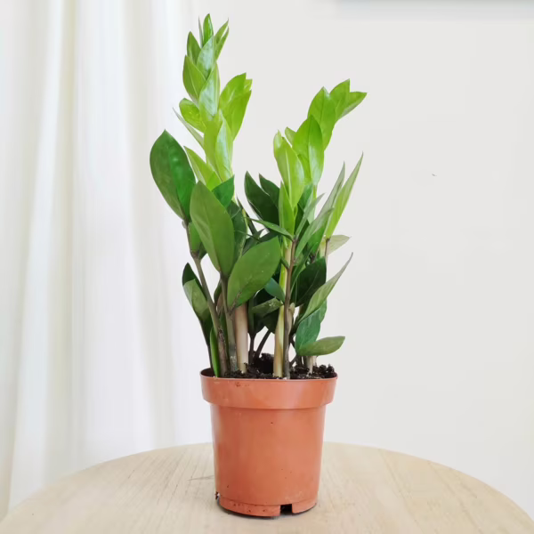 Zamiokulkas zamiolistny (Zamioculcas zamiifolia) 45cm