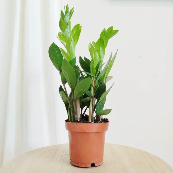 Zamiokulkas zamiolistny (Zamioculcas zamiifolia) 45cm