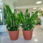 Zamiokulkas zamiolistny (Zamioculcas zamiifolia) 110cm