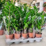 Zamiokulkas zamiolistny (Zamioculcas zamiifolia) 35cm