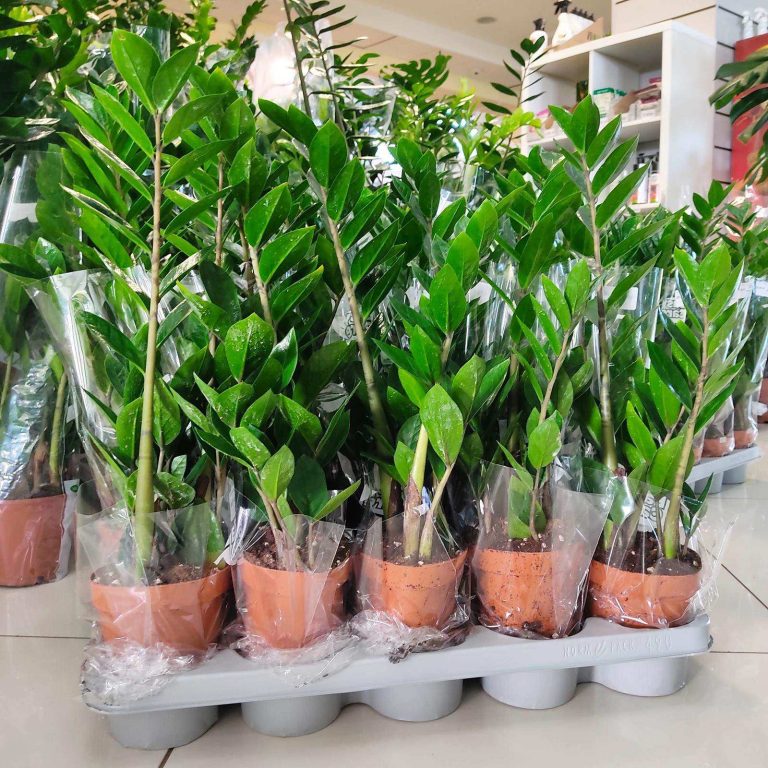 Zamiokulkas zamiolistny (Zamioculcas zamiifolia) 35cm