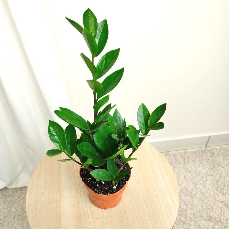 Zamiokulkas zamiolistny (Zamioculcas zamiifolia) 35cm