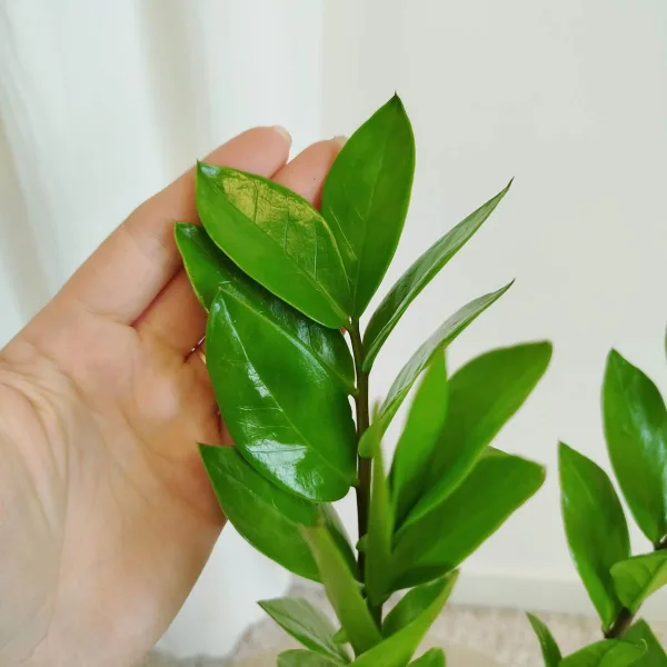 Zamiokulkas zamiolistny (Zamioculcas zamiifolia) 45cm