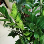 Zamiokulkas zamiolistny (Zamioculcas zamiifolia) 35cm