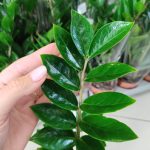 Zamiokulkas zamiolistny (Zamioculcas zamiifolia) 35cm