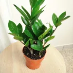 Zamiokulkas zamiolistny (Zamioculcas zamiifolia) 35cm