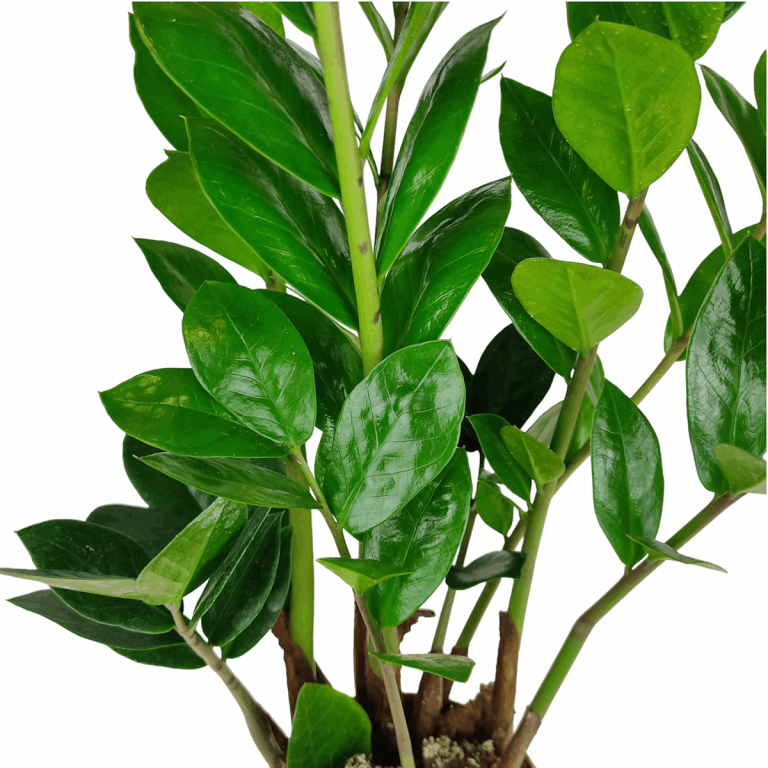 Zamiokulkas zamiolistny (Zamioculcas zamiifolia) 35cm