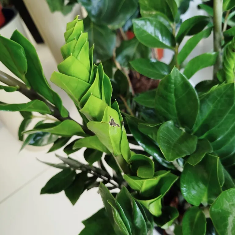 Zamiokulkas zamiolistny (Zamioculcas zamiifolia) 35cm