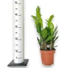 Zamiokulkas zamiolistny (Zamioculcas zamiifolia) 45cm