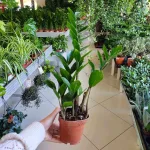 Zamiokulkas zamiolistny (Zamioculcas zamiifolia) 35cm