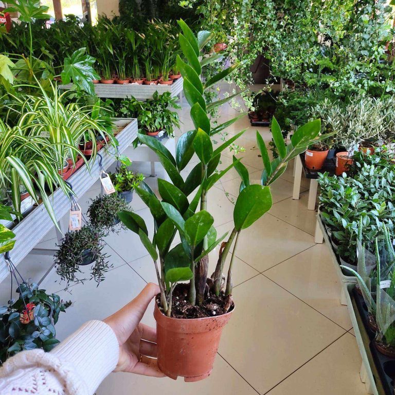 Zamiokulkas zamiolistny (Zamioculcas zamiifolia) 35cm