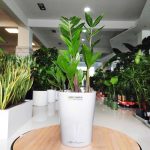 Zamiokulkas zamiolistny (Zamioculcas zamiifolia) 35cm