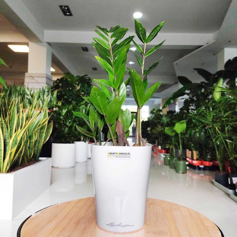 Zamiokulkas zamiolistny (Zamioculcas zamiifolia) 35cm