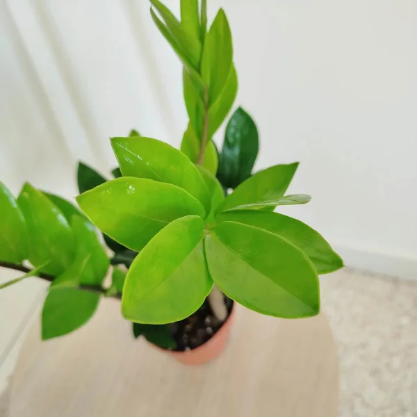 Zamiokulkas zamiolistny (Zamioculcas zamiifolia) 45cm