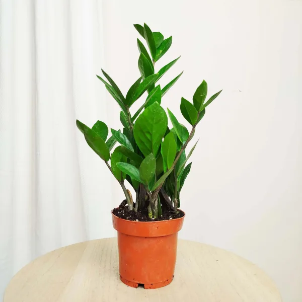 Zamiokulkas zamiolistny (Zamioculcas zamiifolia) 35cm