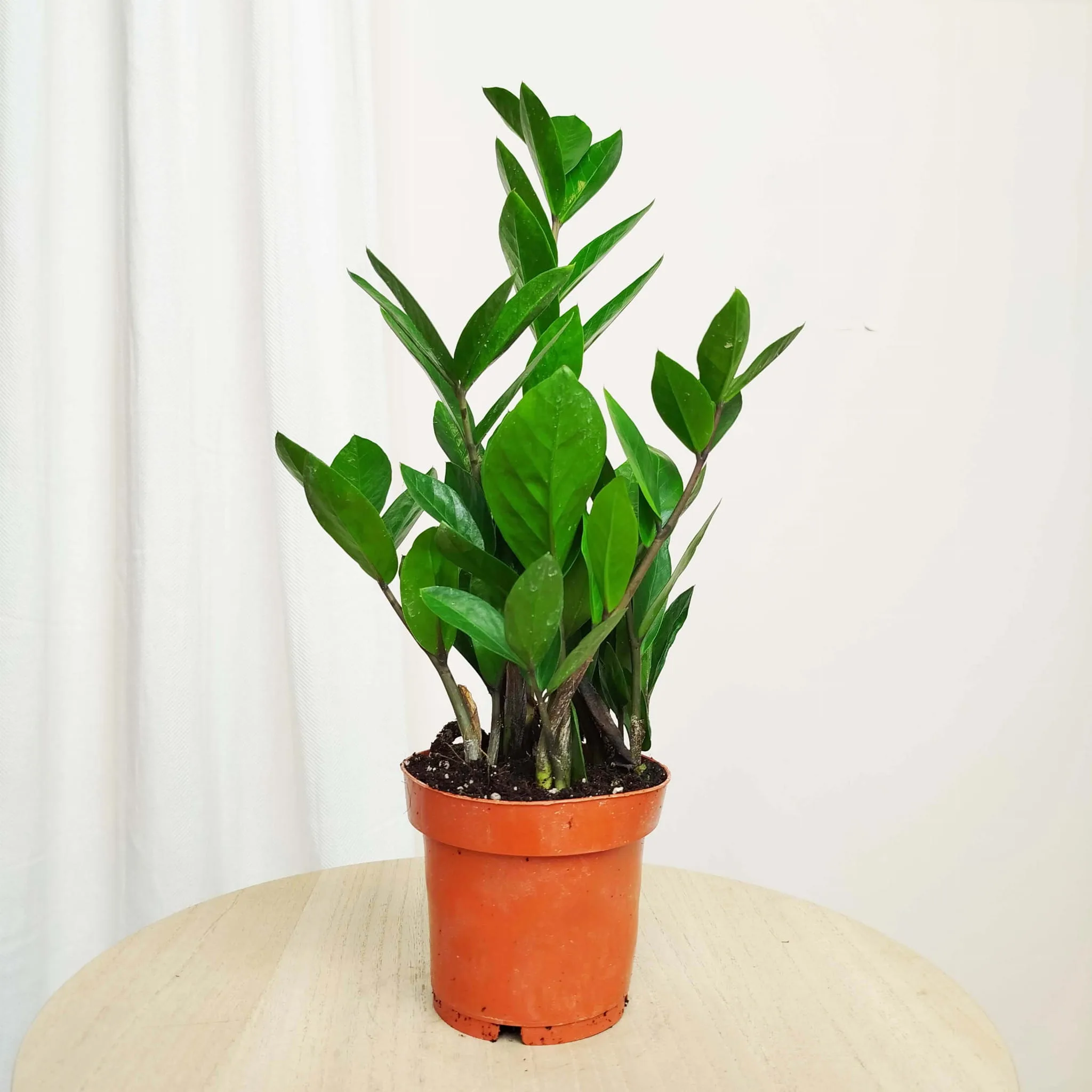 Zamiokulkas zamiolistny (Zamioculcas zamiifolia) 35cm
