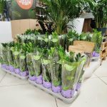 Zamiokulkas zamiolistny (Zamioculcas zamiifolia) 40cm