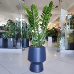 Zamiokulkas zamiolistny (Zamioculcas zamiifolia) 90cm