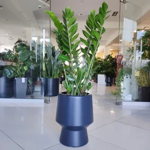 Zamiokulkas zamiolistny (Zamioculcas zamiifolia) 90cm