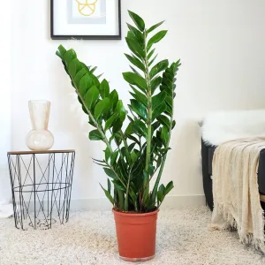 Zamiokulkas zamiolistny (Zamioculcas zamiifolia) 90cm