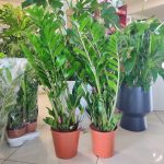 Zamiokulkas zamiolistny (Zamioculcas zamiifolia) 90cm