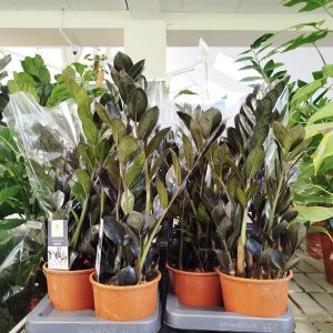 Zamiokulkas zamiolistny czarny (Zamioculcas zamiifolia 'Dowon Raven') 45cm