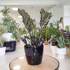 Zamiokulkas zamiolistny czarny (Zamioculcas zamiifolia ‘Dowon Raven’) 40-45cm