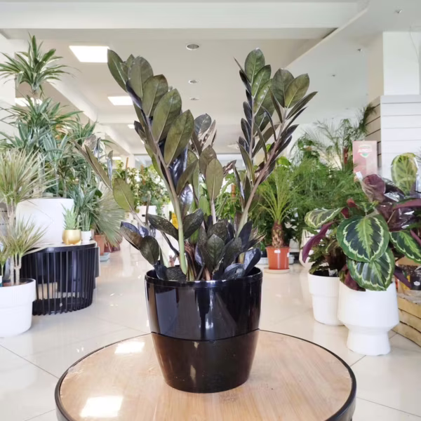 Zamiokulkas zamiolistny czarny (Zamioculcas zamiifolia 'Dowon Raven') 40-45cm