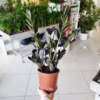 Zamiokulkas zamiolistny czarny (Zamioculcas zamiifolia ‘Dowon Raven’) 40-45cm