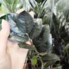 Zamiokulkas zamiolistny czarny (Zamioculcas zamiifolia ‘Dowon Raven’) 40-45cm