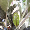 Zamiokulkas zamiolistny czarny (Zamioculcas zamiifolia ‘Dowon Raven’) 40-45cm