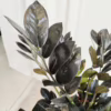 Zamiokulkas zamiolistny czarny (Zamioculcas zamiifolia ‘Dowon Raven’) 40-45cm