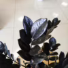 Zamiokulkas zamiolistny czarny (Zamioculcas zamiifolia ‘Dowon Raven’) 40-45cm