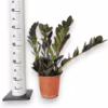 Zamiokulkas zamiolistny czarny (Zamioculcas zamiifolia ‘Dowon Raven’) 40-45cm